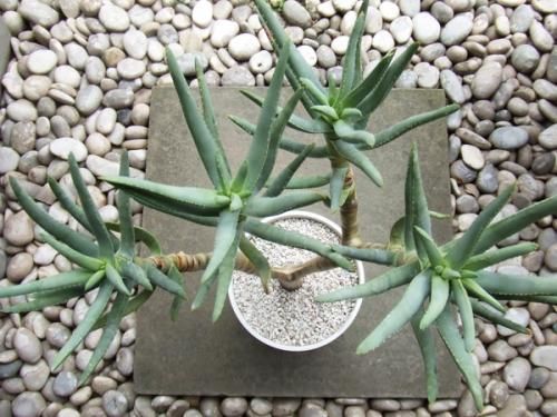 アロエ・ラモシシマ 7号 - 植物と暮らす m-plant