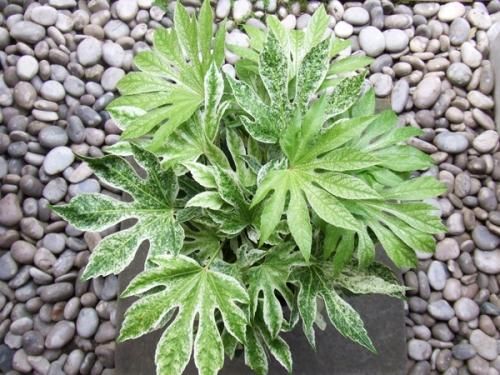 ヤツデ・スパイダーウェブ 8号 - 植物と暮らす m-plant