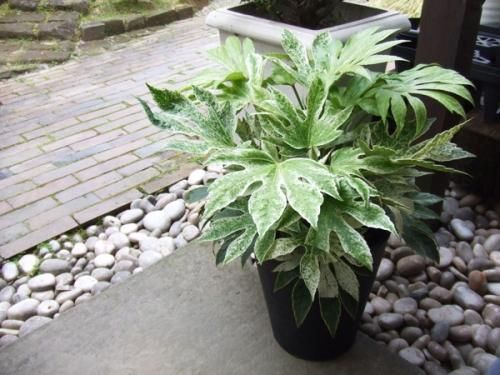 ヤツデ・スパイダーウェブ 8号 - 植物と暮らす m-plant