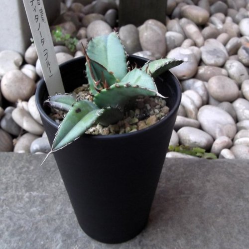 アガベ チタノタ ブルー 植物と暮らす M Plant