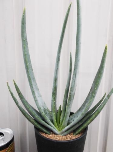 アロエ アルギロスタキス 植物と暮らす M Plant アロエ アルギロスタキス 植物と暮らす M Plant