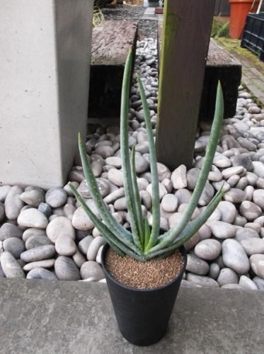 アロエ・アルギロスタキス - 植物と暮らす m-plant