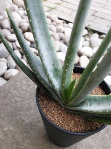 アロエ・アルギロスタキス - 植物と暮らす m-plant