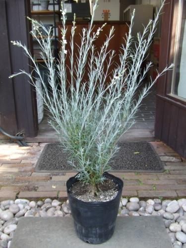 フクママ 楽天市場】Flower MOUNTAIN フラワーマウンテン PUMA PUNKU