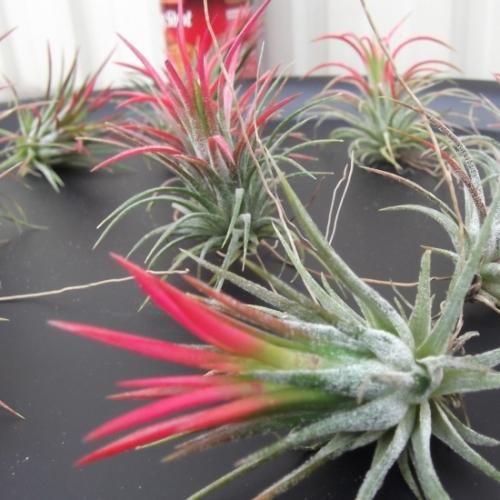 チランジア イオナンタ ルブラ l 植物と暮らす M Plant チランジア イオナンタ ルブラ l 植物と暮らす M Plant