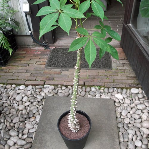 トックリキワタ（徳利木綿） ７号 - 植物と暮らす m-plant
