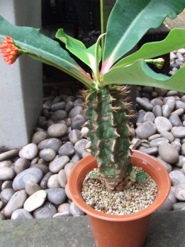 ユーフォルビア・ビグエリー - 植物と暮らす m-plant