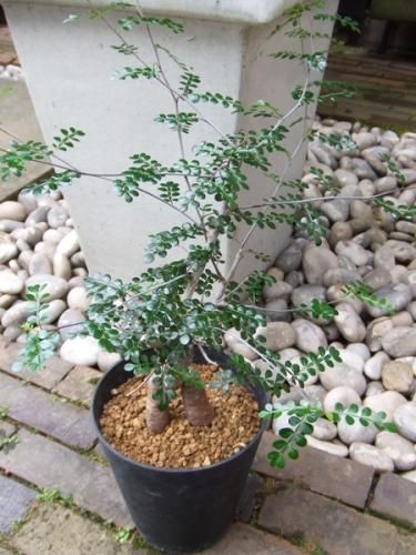 オペルクリカリア・デカリー - 植物と暮らす m-plant オペルクリカリア・デカリー - 植物と暮らす m-plant