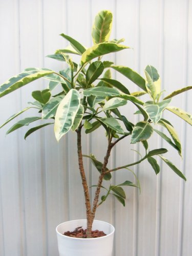 フィカス・エラスティカ・バリエガータ ７号 - 植物と暮らす m-plant