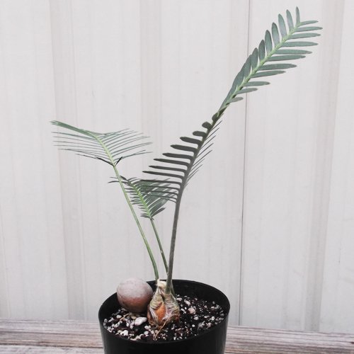 ディオーン・エデュレ - 植物と暮らす m-plant