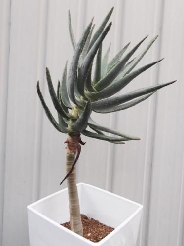 アロエ・ディコトマ 幹上り - 植物と暮らす m-plant