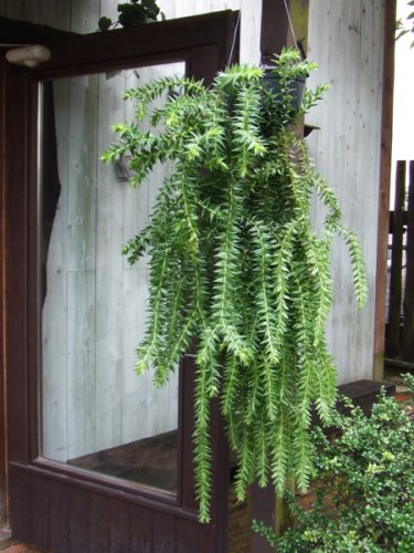 フペルジア・グリーンゴエベリー XL - 植物と暮らす m-plant