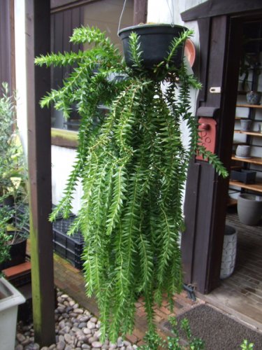 フペルジア・グリーンゴエベリー XL - 植物と暮らす m-plant