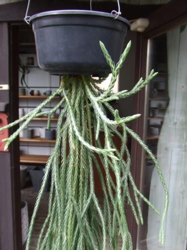 デパート 送料無料 フペルジア・カリナータ XL - 植物と暮らす m-plant その他観葉植物