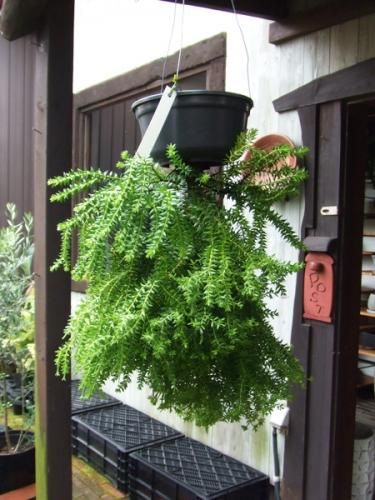 フペルジア フレグマリオイデス 吊り鉢 フペルジア・フレグマリオイデス XL - 植物と暮らす m-plant