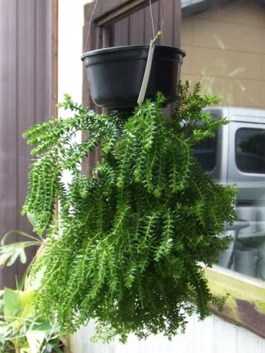 フペルジア・フレグマリオイデス XL - 植物と暮らす m-plant