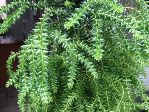 フペルジア・フレグマリオイデス XL - 植物と暮らす m-plant