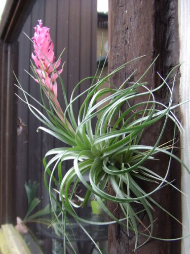 チランジア ストリクタ ラージクローン 花付き 植物と暮らす M Plant
