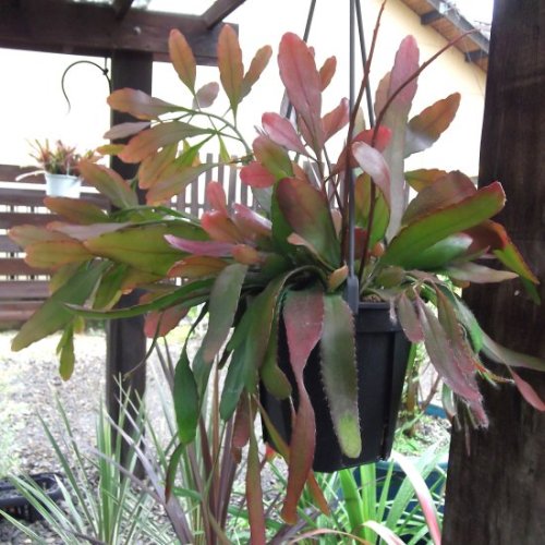 プセウドリプサリス ラムローサ 吊り 植物と暮らす M Plant
