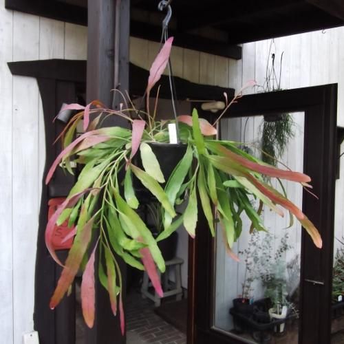 プセウドリプサリス ラムローサ 吊り 植物と暮らす M Plant プセウドリプサリス ラムローサ 吊り 植物と暮らす M Plant