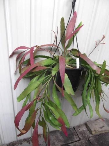 プセウドリプサリス ラムローサ 吊り 植物と暮らす M Plant プセウドリプサリス ラムローサ 吊り 植物と暮らす M Plant