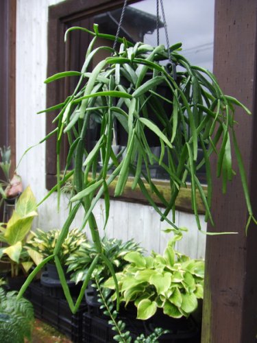 リプサリス キルベルギー 観葉植物 - その他