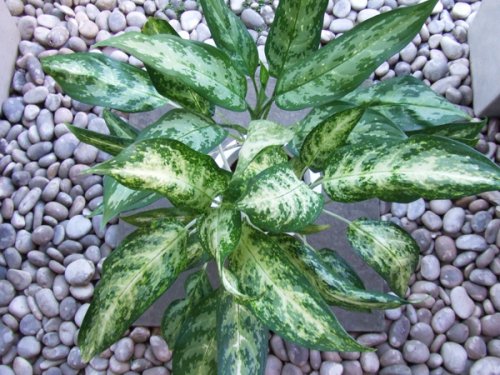 アグラオネマ マリア シルバークイーン 植物と暮らす M Plant