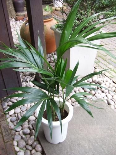 ケンチャヤシ 7号 - 植物と暮らす m-plant ケンチャヤシ 7号 - 植物と暮らす m-plant