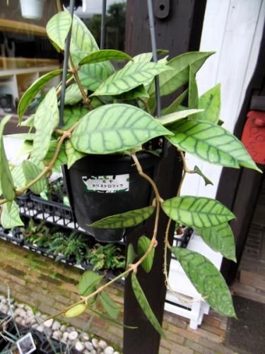 ホヤ・カリストフィラ 吊り 5号 - 植物と暮らす m-plant ホヤ・カリストフィラ 吊り 5号 - 植物と暮らす m-plant
