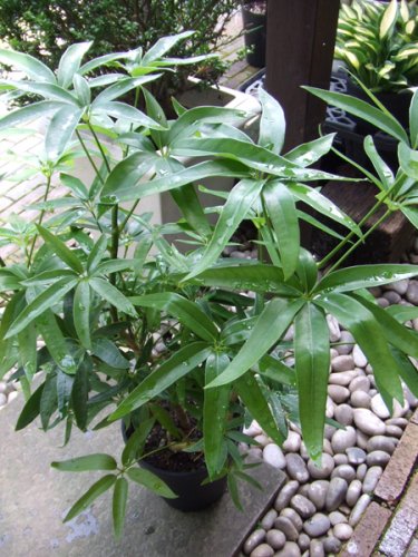 シェフレラ・アンガスティフォリア ７号 - 植物と暮らす m-plant