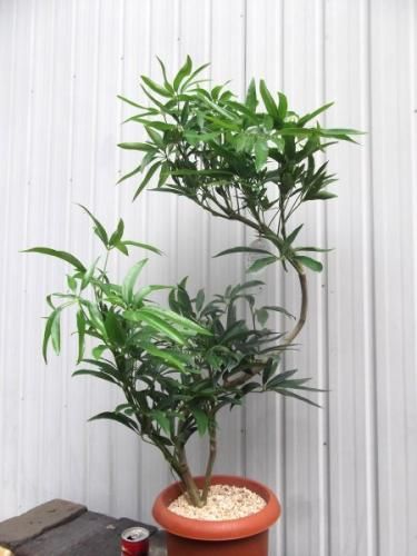 シェフレラ アンガスティフォリア 7号 植物と暮らす M Plant シェフレラ アンガスティフォリア 7号 植物と暮らす M Plant