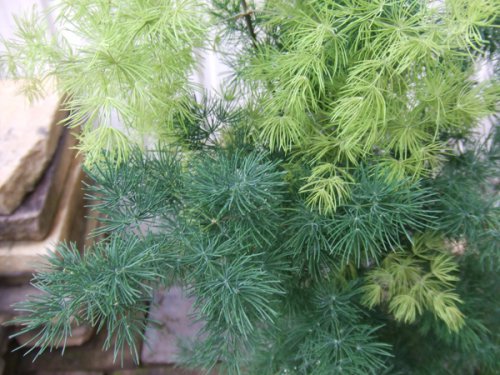 アスパラガス マコワニー ７号 植物と暮らす M Plant