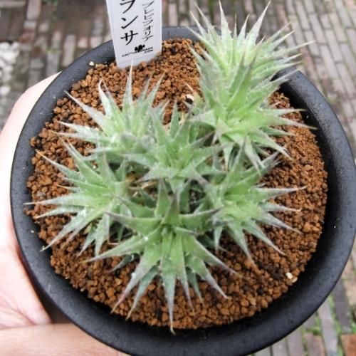 デウテロコニア・ブレビフォリア・クロランサ 3号 - 植物と