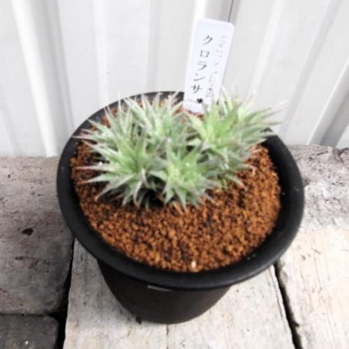 デウテロコニア・ブレビフォリア・クロランサ 3号 - 植物と暮らす m-plant