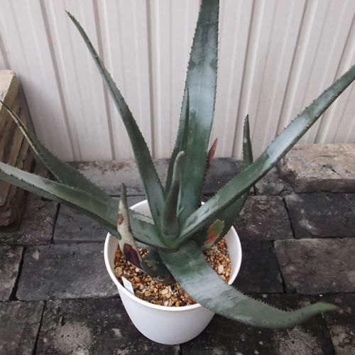 大株　アロエ　黒太刀　鉢底から高さ80cm 大株 アロエ 黒太刀 鉢底から高さ80cm