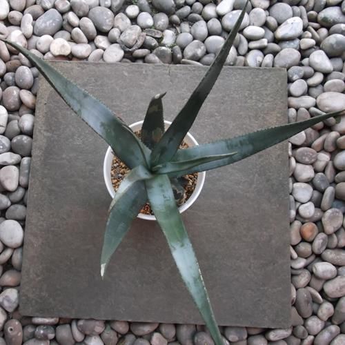 大株　アロエ　黒太刀　鉢底から高さ80cm 大株 アロエ 黒太刀 鉢底から高さ80cm