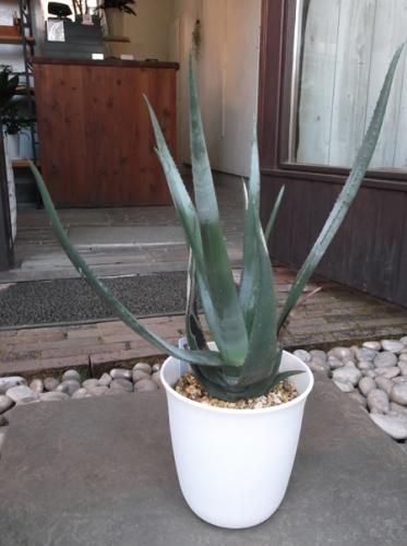 アロエ・黒太刀 6号 - 植物と暮らす m-plant