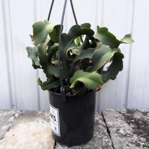 エピフィルム ガテマレンシス 吊り 植物と暮らす M Plant エピフィルム ガテマレンシス 吊り 植物と暮らす M Plant
