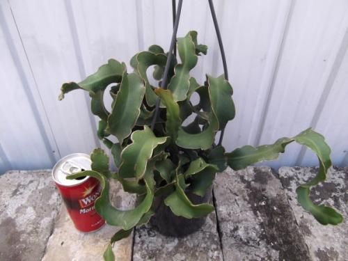 エピフィルム・ガテマレンシス 吊り 4号 - 植物と暮らす m-plant