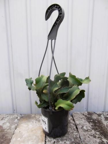エピフィルム・ガテマレンシス 吊り 4号 - 植物と暮らす m-plant