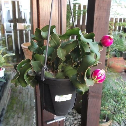 エピフィルム・ガテマレンシス 吊り 4号 - 植物と暮らす m-plant