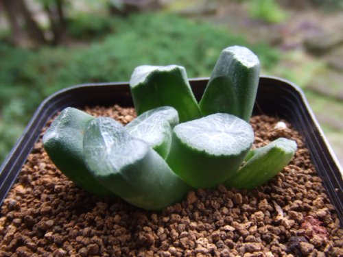 万象 HA万象 Haworthia ハオルチア 多肉植物