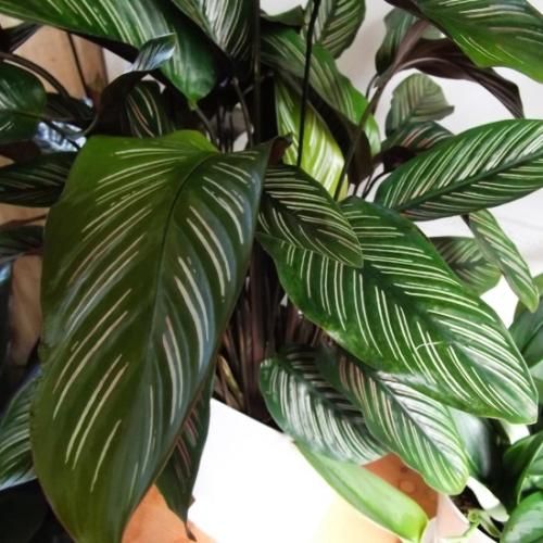カラテア リネアータ 植物と暮らす M Plant カラテア リネアータ 植物と暮らす M Plant