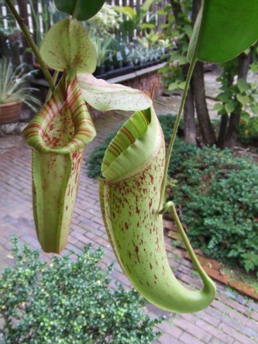 ネペンテス・ダイエリアナ - 植物と暮らす m-plant