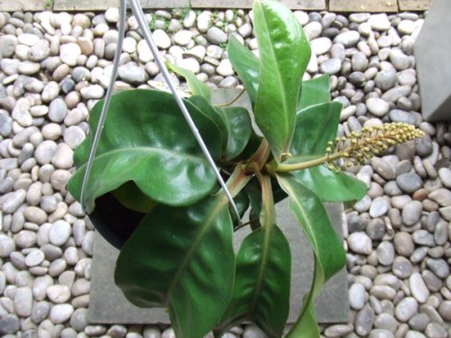 ネペンテス・ダイエリアナ - 植物と暮らす m-plant