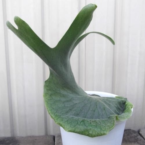 セール！プラチセリウム グランデ Platycerium grande原種木付き セール！プラチセリウム グランデ Platycerium grande原種木付き