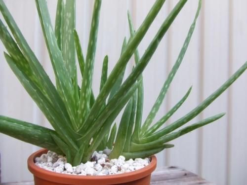 アロエ ベラ 植物と暮らす M Plant アロエ ベラ 植物と暮らす M Plant