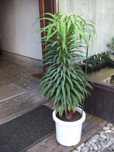ユッカ デスメティアーナ 群生 - 植物/観葉植物