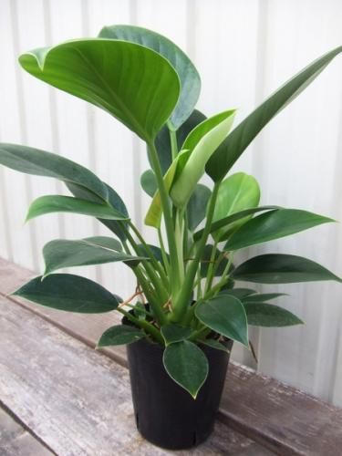 フィロデンドロン グリーンプリンセス 植物と暮らす M Plant フィロデンドロン グリーンプリンセス 植物と暮らす M Plant