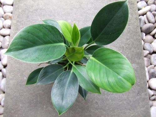フィロデンドロン グリーンプリンセス 植物と暮らす M Plant フィロデンドロン グリーンプリンセス 植物と暮らす M Plant